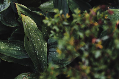 Close-up of raindrops on leaves