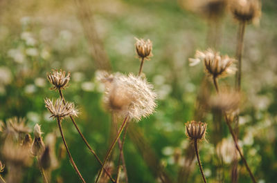 Close-up of wilted flowers on field