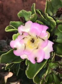 Close-up of flower