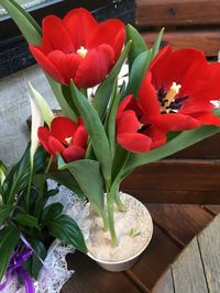 Close-up of red tulips