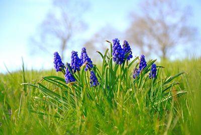 Close-up of purple flowers blooming in field