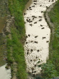 High angle view of stream