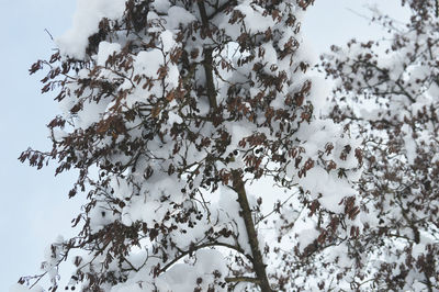 Low angle view of flower tree against sky during winter