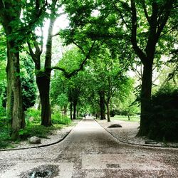 Road passing through forest