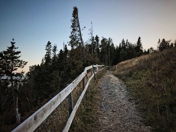 Walkway amidst trees in forest against clear sky