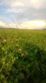 Scenic view of grassy field against cloudy sky