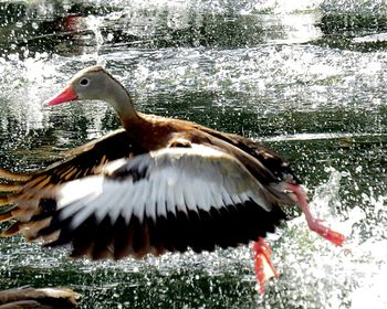 Side view of a bird in water