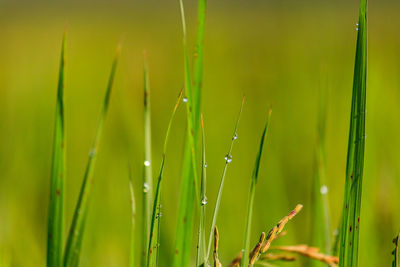 Close-up of wet grass