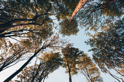 Low angle view of trees against sky during autumn