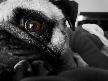 Close-up portrait of a dog