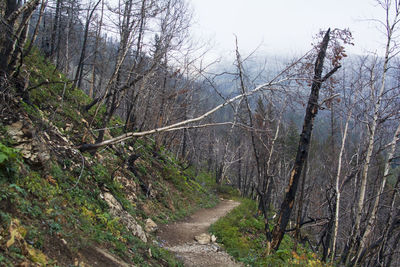 Road passing through forest