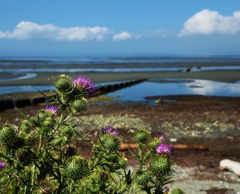 Close-up of plants in sea