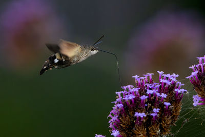 Close-up of bird flying over flower