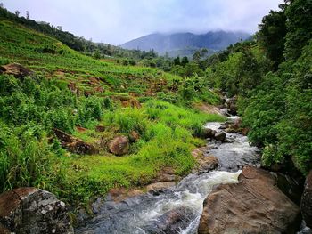 Scenic view of stream flowing through rocks