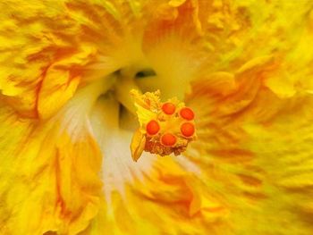 Extreme close up of yellow flower