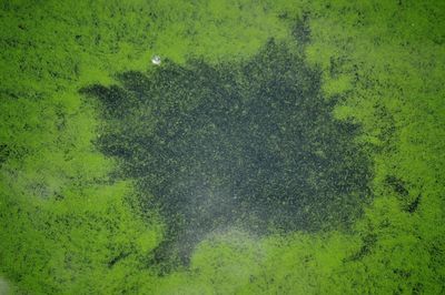 High angle view of grass in water