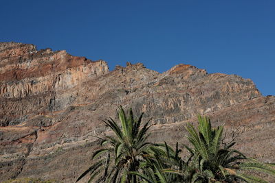 Low angle view of palm trees and rocks against sky