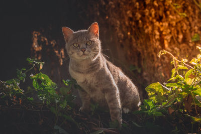 Portrait of a cat on field