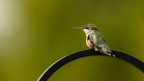 Close-up of bird perching on plant