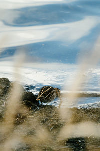 High angle view of turtle swimming in lake