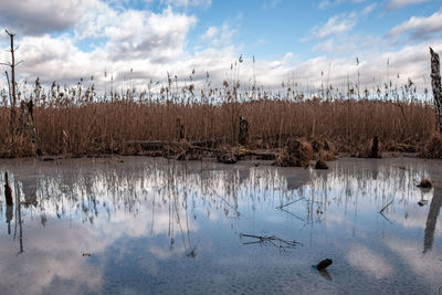 View of birds in lake against sky