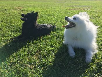 Two dogs on field