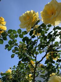 Low angle view of yellow flowering plants against sky