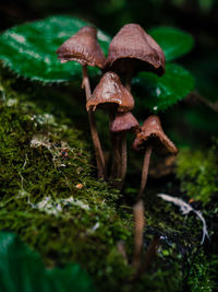 Close-up of mushroom growing on field