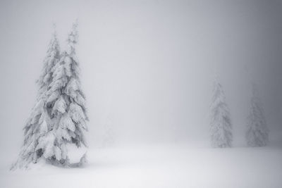 Aerial view of pine tree during winter