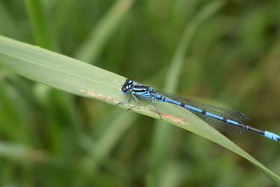 Close-up of insect on grass