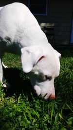Close-up of white dog on grass