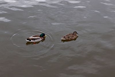 High angle view of ducks swimming in lake