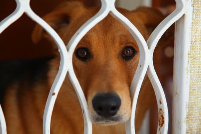 Close-up portrait of dog
