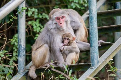 Close-up of monkey