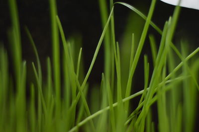 Close-up of green grass