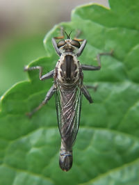 Close-up of insect