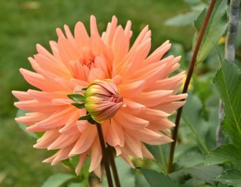 Close-up of orange flower blooming outdoors