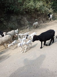 Flock of sheep walking in farm