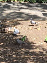 High angle view of pigeons on field