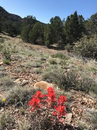 Flowers growing on field against clear sky