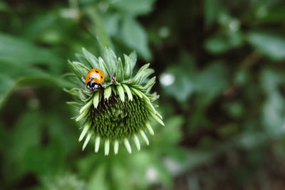 Lady bug on sunflower