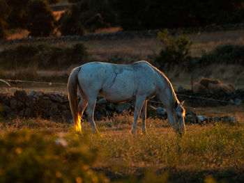 Horse grazing in field