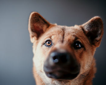 Close-up portrait of dog