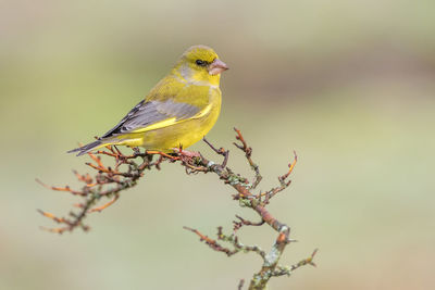 Close-up of bird perching on branch