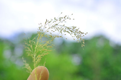 Close-up of fresh plant on field against sky