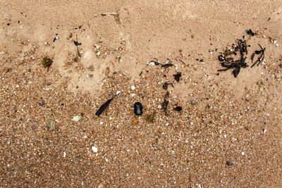 High angle view of footprints on sand