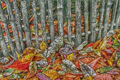 Full frame shot of autumn leaves on tree trunk