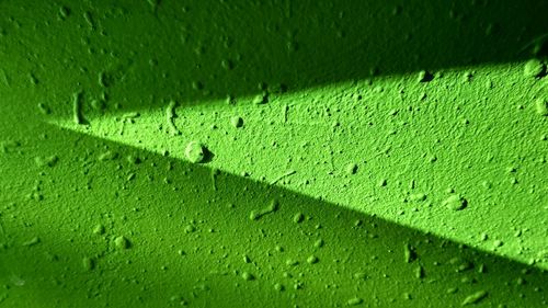 Full frame shot of wet leaf