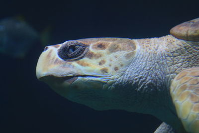 Close-up of turtle in aquarium