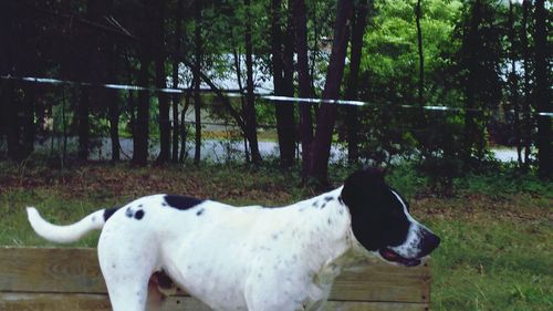 Dog standing in a field